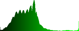 A flying great egret (Ardea alba) - Histogram - Green color channel