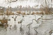 Great egrets (Ardea alba) in a lake - Great egrets