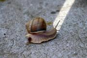 A snail is making a turn to the white line - Snail's on-line