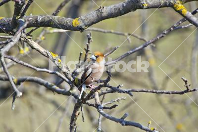 A hawfinch on a tree - A female hawfinch (Coccothraustes coccothraustes) sitting on a tree