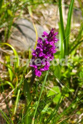 Alpine flower - Alpine flower in the grass