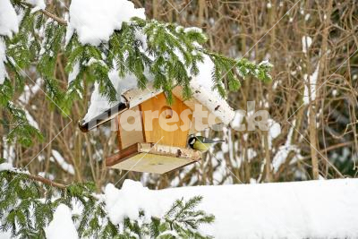 Bird feeder - A bird feeder with a great tit (Parus major) on a pine