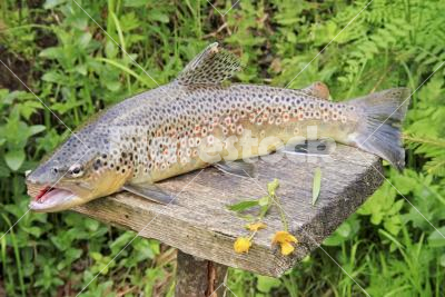 Brown trout - Brown trout (Salmo trutta) in Transylvania