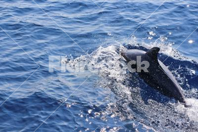 Dolphin in the blue sea - Dolphin swiming in the Adriatic sea