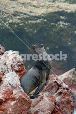 Dominant sea lion - Dominant male sea lion in Peru.