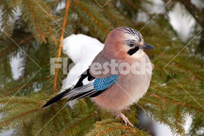 Eurasian Jay - Close-up of an Eurasian Jay (Garrulus glandarius) on a pine tree in winter