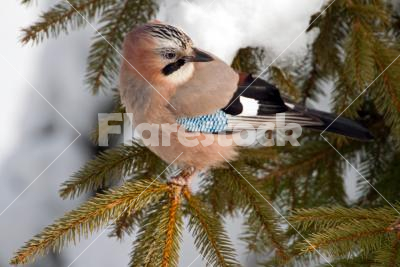 Eurasian Jay - Close-up of an Eurasian Jay (Garrulus glandarius) on a pine tree in winter