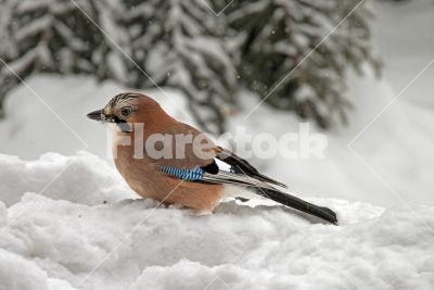 Eurasian Jay sitting in the snow - Close-up of an Eurasian Jay (Garrulus glandarius) sitting in the snow