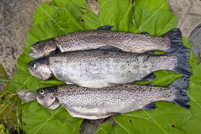 Fish threesome - Three fish on a burdock bed