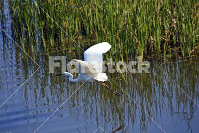 Great egret - A flying great egret (Ardea alba)