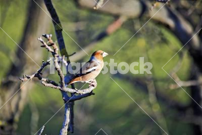 Hawfinch - Hawfinch (Coccothraustes coccothraustes) on the nut tree