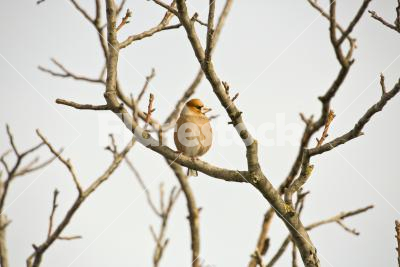 Hawfinch - A hawfinch (Coccothraustes coccothraustes) sitting on a tree