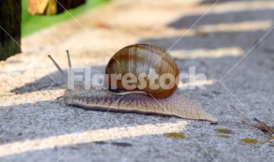 Snail - Snail in a hurry on the ground